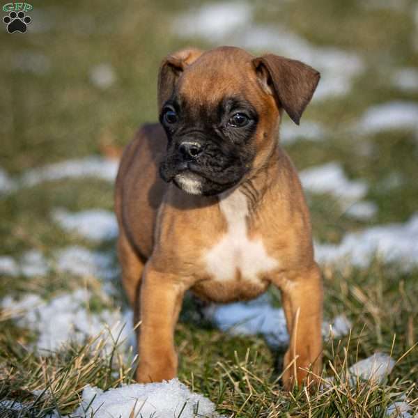 Bolt, Boxer Puppy