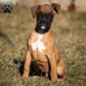 Bolt, Boxer Puppy