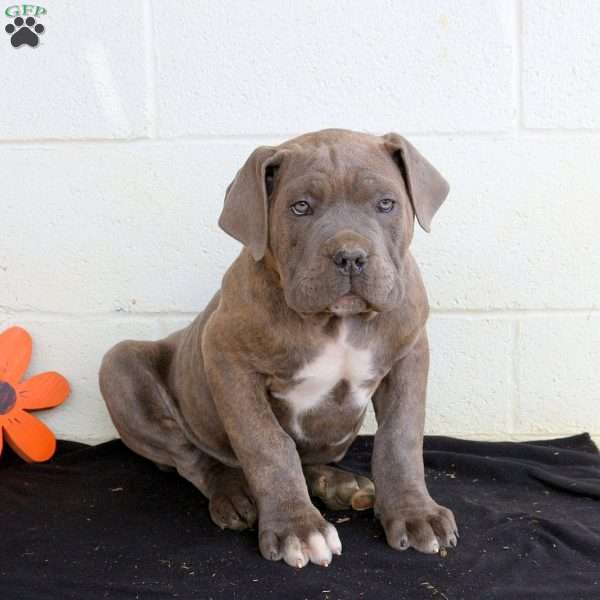 Boone, Cane Corso Puppy