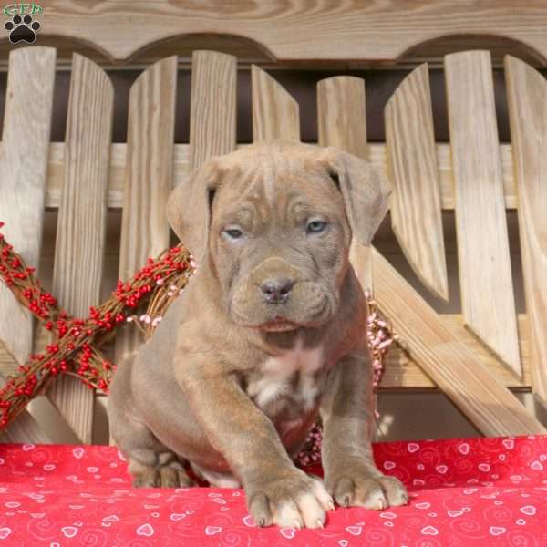 Boone, Cane Corso Puppy