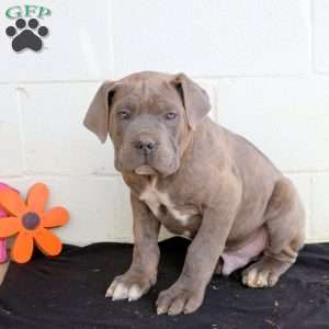 Boone, Cane Corso Puppy