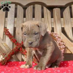 Boone, Cane Corso Puppy