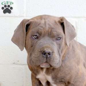 Boone, Cane Corso Puppy