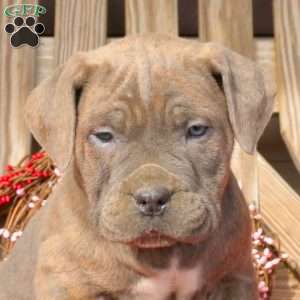 Boone, Cane Corso Puppy