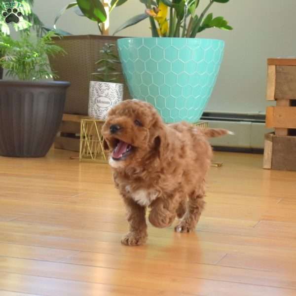 Bouncer, Mini Labradoodle Puppy