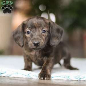 Boxty, Dachshund Puppy