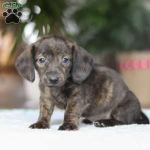 Boxty, Dachshund Puppy