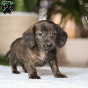 Boxty, Dachshund Puppy