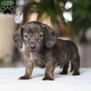 Boxty, Dachshund Puppy