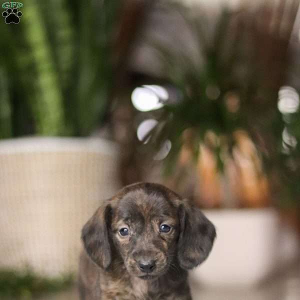 Boxty, Dachshund Puppy