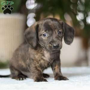 Boxty, Dachshund Puppy