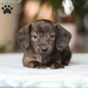 Boxty, Dachshund Puppy