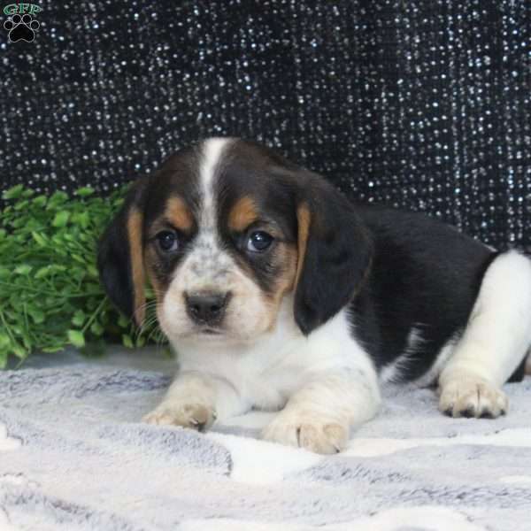 Bradley, Beaglier Puppy