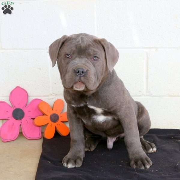 Brady, Cane Corso Puppy