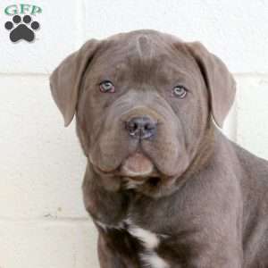 Brady, Cane Corso Puppy