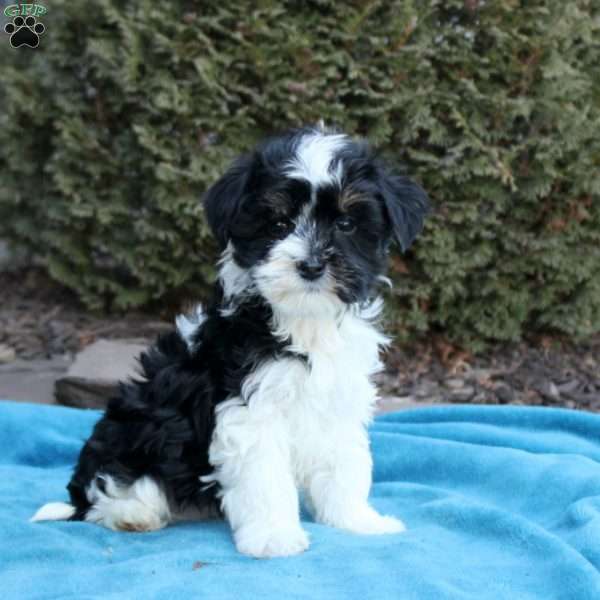 Brandon, Havanese Puppy