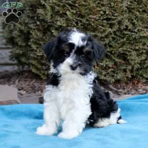 Brandon, Havanese Puppy