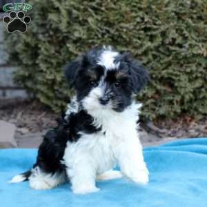 Brandon, Havanese Puppy