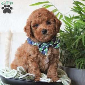 Brayden, Miniature Poodle Puppy