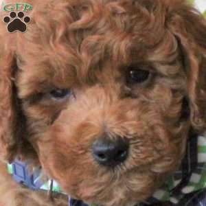 Brayden, Miniature Poodle Puppy