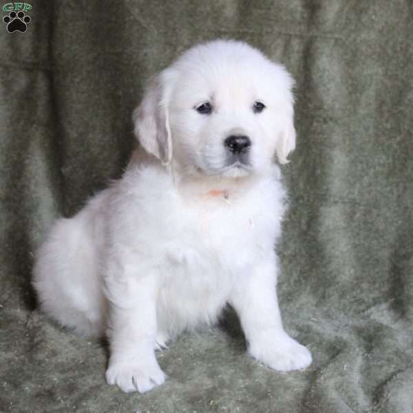 Brewster, English Cream Golden Retriever Puppy