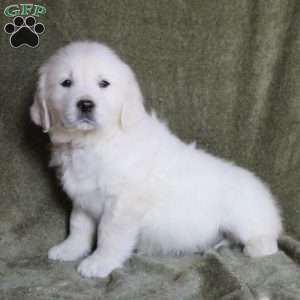 Brewster, English Cream Golden Retriever Puppy