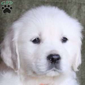 Brewster, English Cream Golden Retriever Puppy