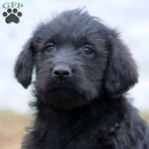 Brian, Labrador Mix Puppy