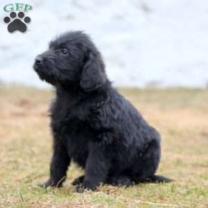 Brian, Labrador Mix Puppy