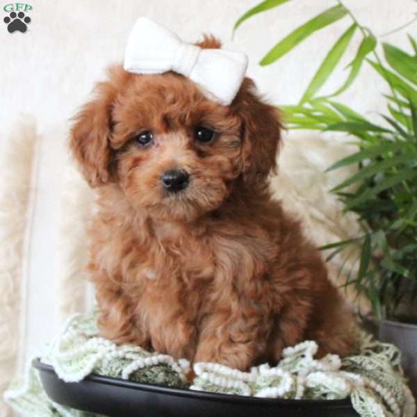 Brianna, Miniature Poodle Puppy