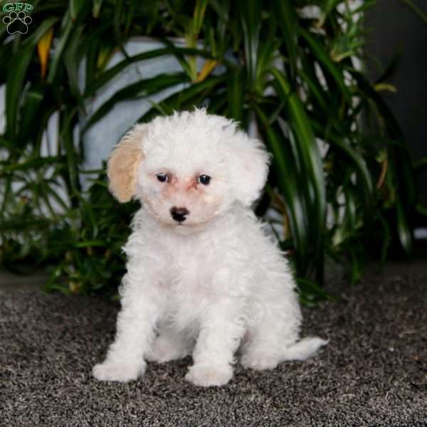 Brie, Morkie-Poo Puppy
