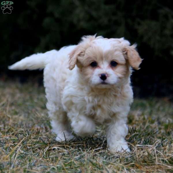 Brie, Cavachon Puppy