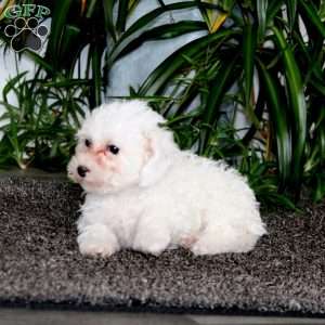 Brie, Morkie-Poo Puppy