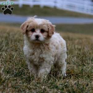 Brie, Cavachon Puppy