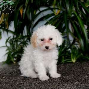 Brie, Morkie-Poo Puppy