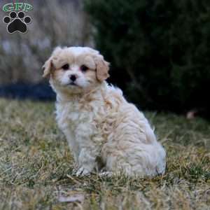 Brie, Cavachon Puppy