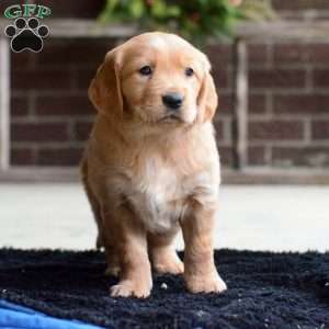 Brynn, Golden Retriever Puppy