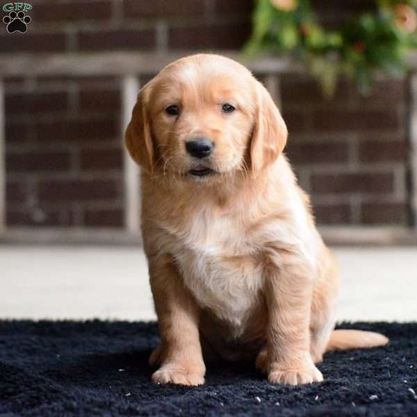 Brynn, Golden Retriever Puppy