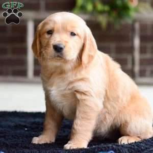 Brynn, Golden Retriever Puppy