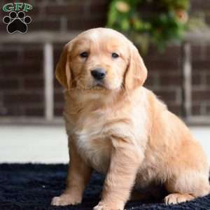 Brynn, Golden Retriever Puppy