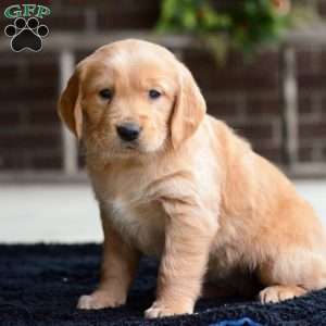 Brynn, Golden Retriever Puppy