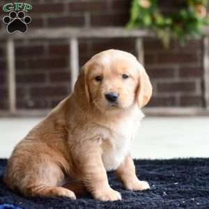 Brynn, Golden Retriever Puppy