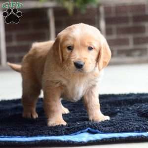 Brynn, Golden Retriever Puppy