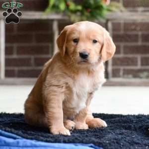 Brynn, Golden Retriever Puppy