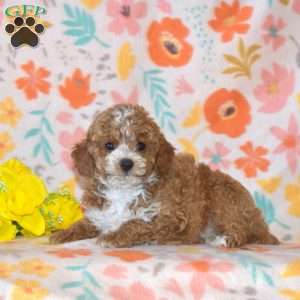Brisket, Miniature Poodle Puppy