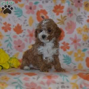 Brisket, Miniature Poodle Puppy