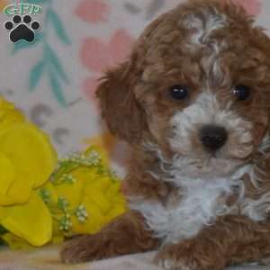 Brisket, Miniature Poodle Puppy