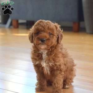 Brisket, Mini Labradoodle Puppy