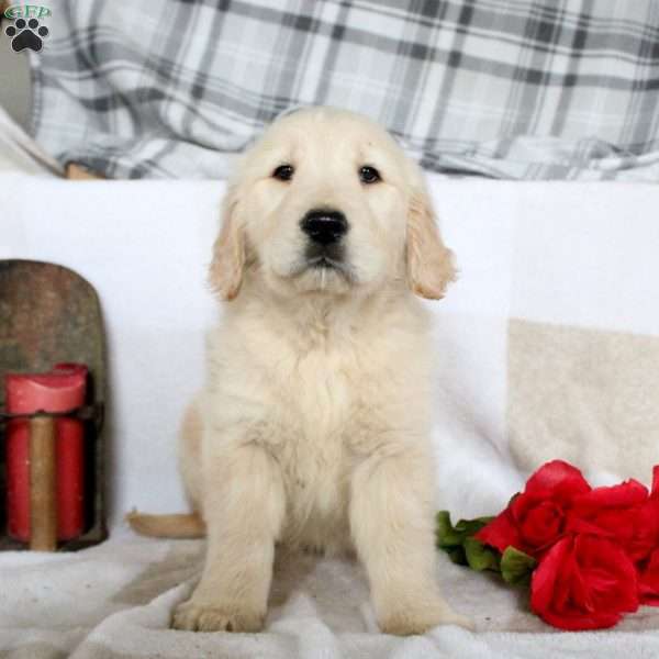 Britta, Golden Retriever Puppy