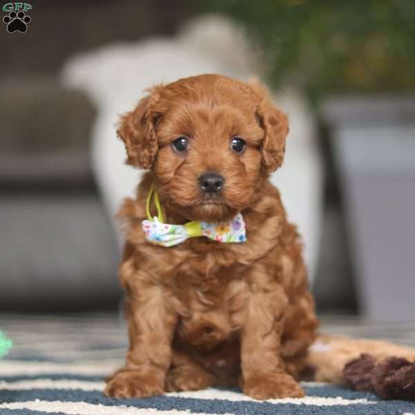 Brody, Cavapoo Puppy